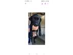 Adopt Cranberry a Labrador Retriever