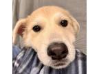 Adopt Chatter a Husky, Mixed Breed