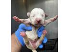 Adopt A694327 a Whippet