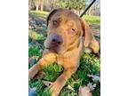 Adopt Erin a Labrador Retriever, Mastiff