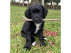 Adopt Star a Rottweiler, Australian Shepherd