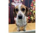 Adopt Princess a Basset Hound, Dachshund