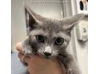 Adopt SNOWFLAKE a Russian Blue
