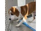 Adopt Lucy a Mixed Breed
