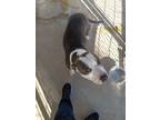 Adopt Bluey a Pit Bull Terrier