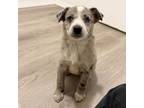 Adopt Shelby a Australian Shepherd, Australian Cattle Dog / Blue Heeler