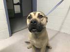 Adopt HUNTER a German Shepherd Dog, Mixed Breed