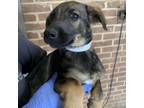 Adopt Dale a German Shepherd Dog