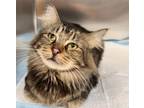 Adopt MAJESTIC a Maine Coon, Domestic Short Hair