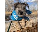 Adopt Klaus a Schnauzer
