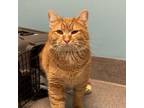 Adopt Chesterfield a Domestic Short Hair
