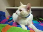 Adopt ANGEL a Siamese