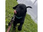 Adopt Shadow a Golden Retriever, Standard Poodle