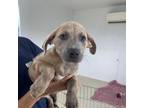 Adopt Mike a Dachshund, Mixed Breed