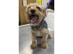 Adopt LIL RON a Yorkshire Terrier