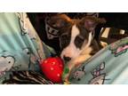 Adopt Benozzo a Border Collie