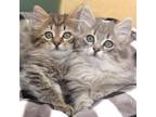 Adopt Ming Ming a Domestic Medium Hair