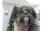 Adopt LIL BOW WOW a Shih Tzu
