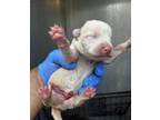 Adopt A694329 a Whippet