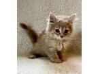 Adopt Noah a Domestic Medium Hair
