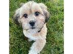 Adopt Deacon a Shih Tzu