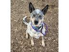 Adopt Blue a Australian Cattle Dog / Blue Heeler