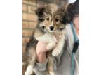 Adopt Mr. Perfectly Fine a Shetland Sheepdog / Sheltie, Mixed Breed