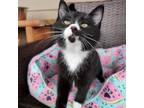 Adopt Joshua a Domestic Medium Hair
