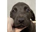 Adopt Arbys a Labrador Retriever