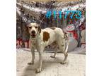 Adopt #11773 - Nickname "Charlie" a Hound