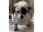 Adopt Gigi 8572 a Miniature Poodle