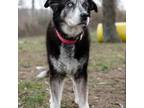 Adopt Nala a Husky