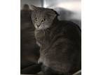 Adopt Glep (Neutered) a Tabby