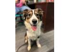 Adopt SCOUT a Australian Cattle Dog / Blue Heeler