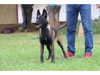 Female Beligan Malinos 6 month old