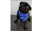 Adopt Willie a Pug