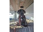 Adopt Misty a Pit Bull Terrier