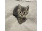 Adopt Elsa a Tabby