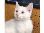 Adopt Gavi a Turkish Angora, Domestic Short Hair