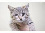 Adopt Mia a Domestic Medium Hair, Torbie