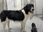 Adopt Charlie a Border Collie