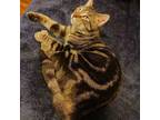 Adopt Teddy B a Domestic Short Hair, Bengal