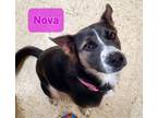 Adopt Nova a Husky, Australian Cattle Dog / Blue Heeler