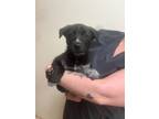 Adopt Fox a German Shepherd Dog, Australian Cattle Dog / Blue Heeler