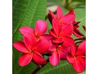 Palehua Terrace 1 - 2 Bed, 2 Bath B2