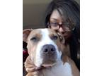 Looking to remt a room me and my pup
