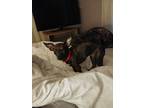 Need chihuahua stud