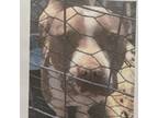 Adopt Lacey a Pit Bull Terrier