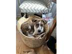 Adopt Rudy (Catahoula Duo) a Catahoula Leopard Dog, Hound