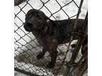 Adopt Tork a Dutch Shepherd, Mixed Breed
